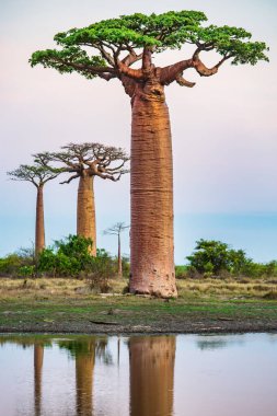 Baobab ağaçları gün batımında Madagaskar 'da Baobab Bulvarı' nda