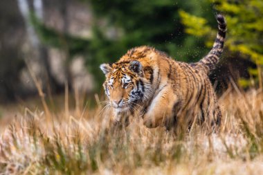 Sibirya Kaplanı kaçıyor. Bu görkemli hayvanın güzel, dinamik ve güçlü fotoğrafı. Bu inanılmaz hayvan için tipik bir ortam. Ağaçlar ve çayırlar