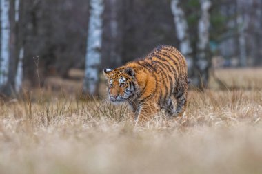 Sibirya Kaplanı kaçıyor. Bu görkemli hayvanın güzel, dinamik ve güçlü fotoğrafı. Bu inanılmaz hayvan için tipik bir ortam. Ağaçlar ve çayırlar