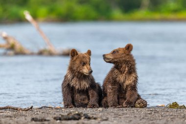Topraklara hükmeden Kamçatka 'nın kahverengi ayıları (Ursus arctos beringianus)