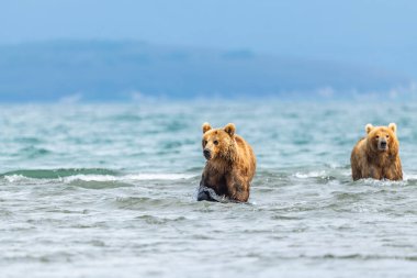 Topraklara hükmeden Kamçatka 'nın kahverengi ayıları (Ursus arctos beringianus)