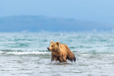 Topraklara hükmeden Kamçatka 'nın kahverengi ayıları (Ursus arctos beringianus)