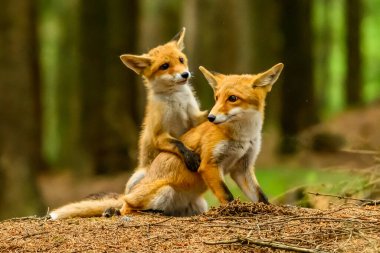 Kızıl tilki, Vulpes vulpes, genç tilki