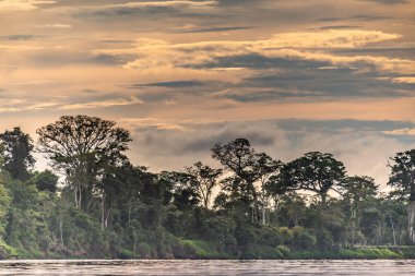 Amazon yağmur ormanları mükemmel ve güneşli bir günde