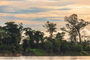 Amazon yağmur ormanları mükemmel ve güneşli bir günde