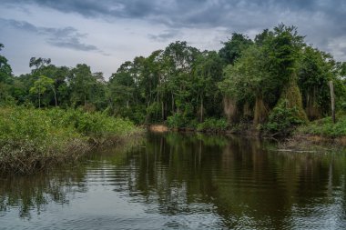 Amazon yağmur ormanları mükemmel ve güneşli bir günde