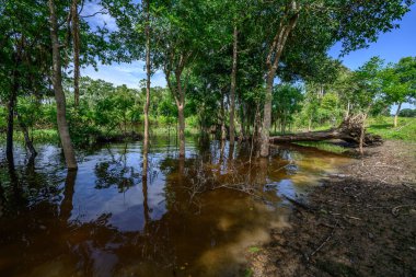 Amazon yağmur ormanları mükemmel ve güneşli bir günde