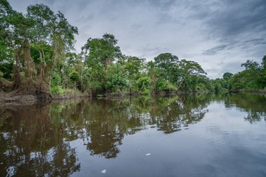Amazon yağmur ormanları mükemmel ve güneşli bir günde