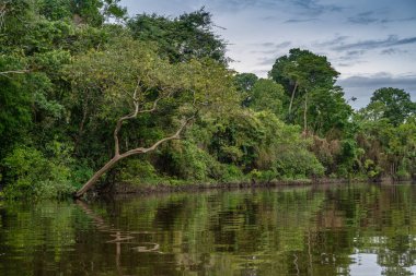 Amazon yağmur ormanları mükemmel ve güneşli bir günde