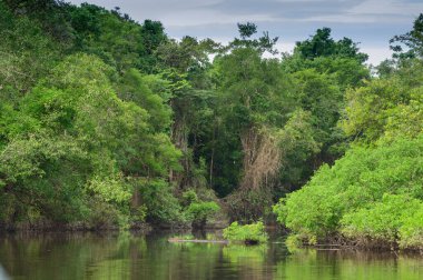 Amazon yağmur ormanları mükemmel ve güneşli bir günde