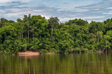 Amazon yağmur ormanları mükemmel ve güneşli bir günde