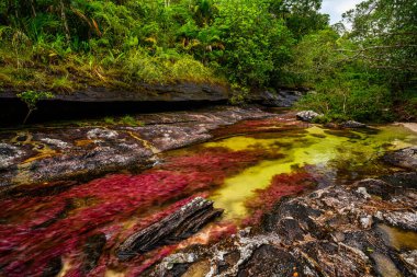 Kolombiya 'daki gökkuşağı nehri ya da beş renk nehri en güzel doğa yerlerinden biridir, adı Kristal Kanyon' dur.