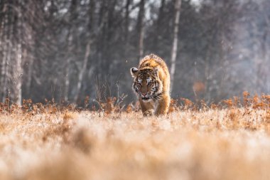 Sibirya Kaplanı kaçıyor. Bu görkemli hayvanın güzel, dinamik ve güçlü fotoğrafı. Bu inanılmaz hayvan için tipik bir ortam. Ağaçlar ve çayırlar