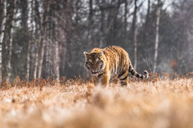 Sibirya Kaplanı kaçıyor. Bu görkemli hayvanın güzel, dinamik ve güçlü fotoğrafı. Bu inanılmaz hayvan için tipik bir ortam. Ağaçlar ve çayırlar