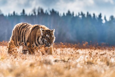 Sibirya Kaplanı kaçıyor. Bu görkemli hayvanın güzel, dinamik ve güçlü fotoğrafı. Bu inanılmaz hayvan için tipik bir ortam. Ağaçlar ve çayırlar