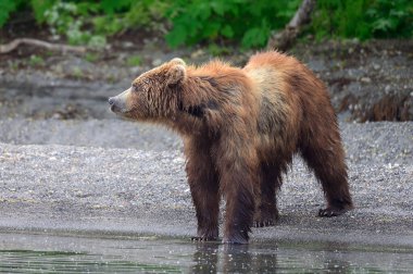 Topraklara hükmeden Kamçatka 'nın kahverengi ayıları (Ursus arctos beringianus)