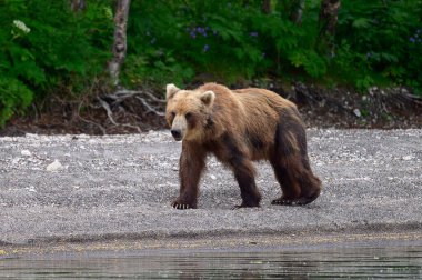 Topraklara hükmeden Kamçatka 'nın kahverengi ayıları (Ursus arctos beringianus)
