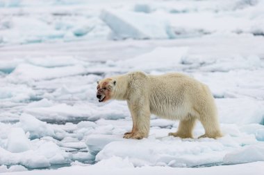 Kutup Ayısı (Ursus maritimus) Spitsbergen Kuzey Okyanusu