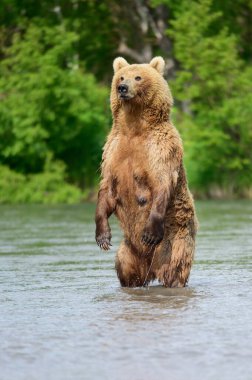 Topraklara hükmeden Kamçatka 'nın kahverengi ayıları (Ursus arctos beringianus)