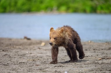 Topraklara hükmeden Kamçatka 'nın kahverengi ayıları (Ursus arctos beringianus)