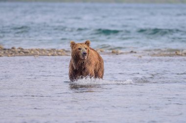 Topraklara hükmeden Kamçatka 'nın kahverengi ayıları (Ursus arctos beringianus)