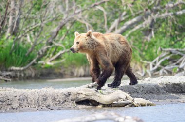 Topraklara hükmeden Kamçatka 'nın kahverengi ayıları (Ursus arctos beringianus)