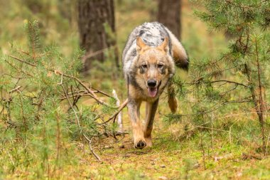 Çek Cumhuriyeti 'nin sonbahar ormanlarında koşan yalnız kurt.