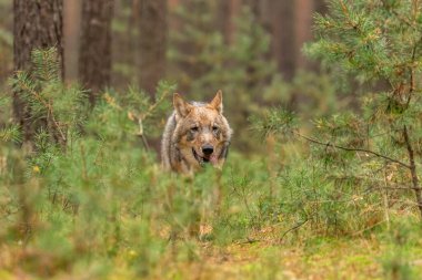 Çek Cumhuriyeti 'nin sonbahar ormanlarında koşan yalnız kurt.