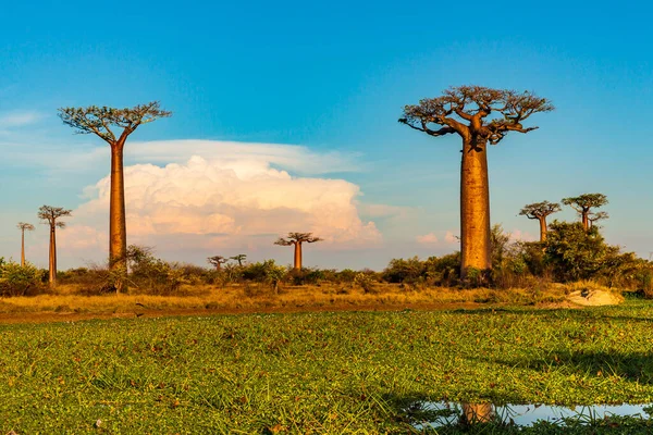Baobab ağaçları gün batımında Madagaskar 'da Baobab Bulvarı' nda