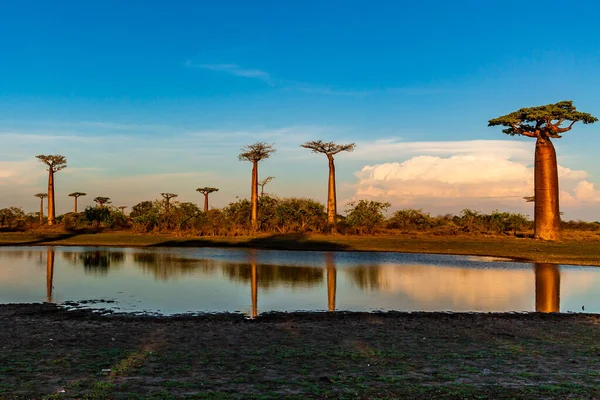 Krásné Baobab Stromy Při Západu Slunce Avenue Baobabs Madagaskaru — Stock fotografie