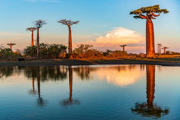 Baobab ağaçları gün batımında Madagaskar 'da Baobab Bulvarı' nda