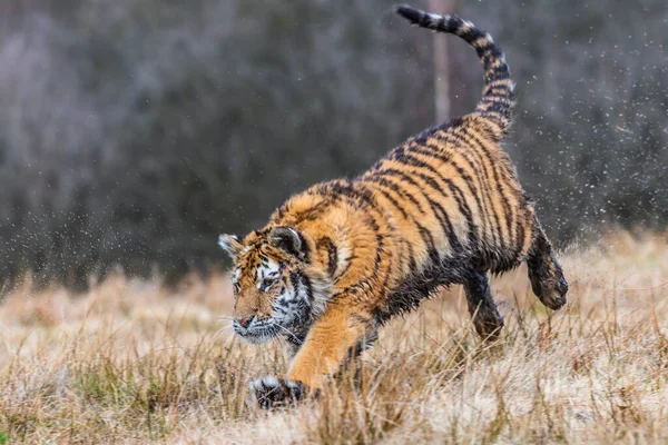 Sibirischer Tiger Läuft Wunderschönes Dynamisches Und Kraftvolles Foto Dieses Majestätischen — Stockfoto
