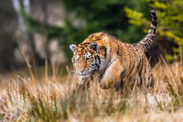 Сибірський Тигр Біжить Чудова Динамічна Потужна Фотографія Цієї Величної Тварини — стокове фото
