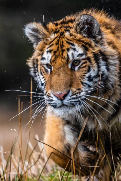 西伯利亚虎奔跑 这只雄伟的动物美丽的 充满活力的 有力的照片 设定在这个神奇动物特有的环境中 桦树和草地 — 图库照片