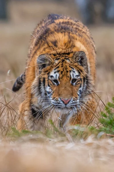 Сибирский Тигр Бежит Красивая Динамичная Мощная Фотография Этого Величественного Животного — стоковое фото