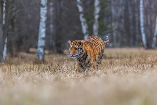 Tigre Siberiano Correndo Foto Bonita Dinâmica Poderosa Deste Animal Majestoso — Fotografia de Stock