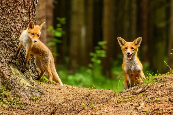 Red Fox Vulpes Vulpes Adult Fox Young — Stock Photo, Image