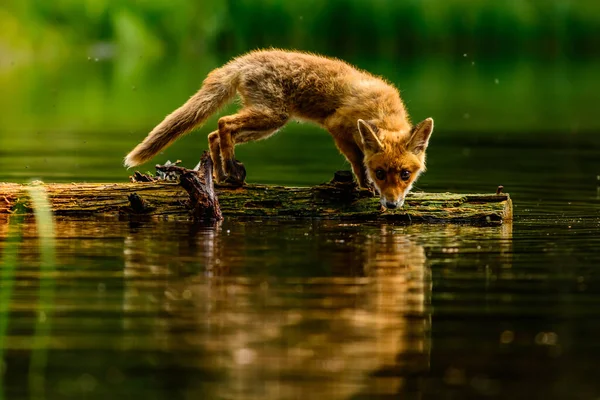 Liška Červená Supi Dospělá Liška Mladým — Stock fotografie