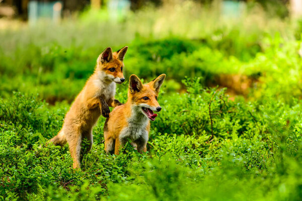 Red fox, vulpes vulpes, adult fox with young
