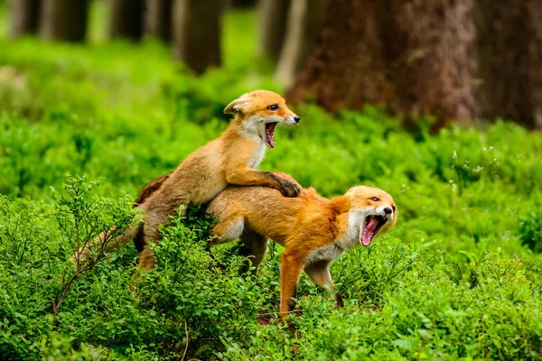 Κόκκινη Αλεπού Vulpes Vulpes Ενήλικη Αλεπού Νέους — Φωτογραφία Αρχείου