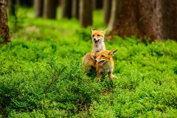 Red Fox Vulpes Vulpes Adult Fox Young — Stock Photo, Image