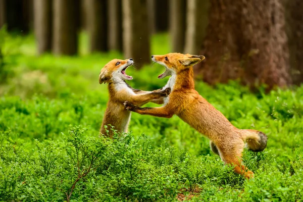 Red Fox Vulpes Vulpes Volwassen Vos Met Jonge — Stockfoto