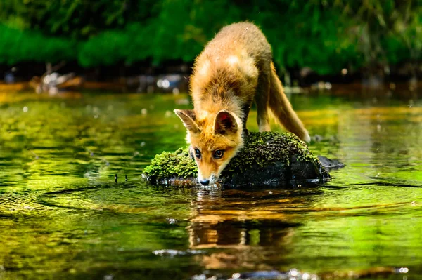 Rotfuchs Geier Erwachsener Fuchs Mit Jungen — Stockfoto