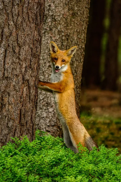 成年狐狸与年轻 — 图库照片