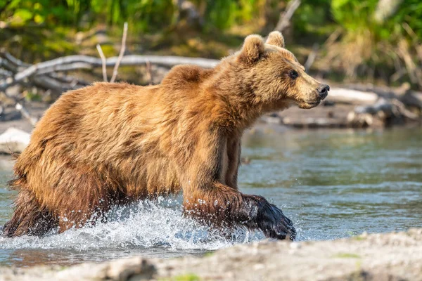 堪察加半岛的棕熊 Ursus Arctos Berπanus 统治着整个风景 — 图库照片