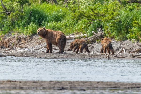 Topraklara Hükmeden Kamçatka Nın Kahverengi Ayıları Ursus Arctos Beringianus — Stok fotoğraf