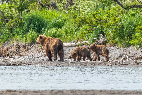 Die Braunbären Von Kamtschatka Ursus Arctos Beringianus Beherrschen Die Landschaft — Stockfoto