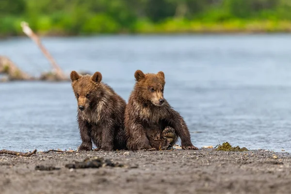 Het Landschap Regeren Bruine Beren Van Kamchatka Ursus Arctos Beringianus — Stockfoto