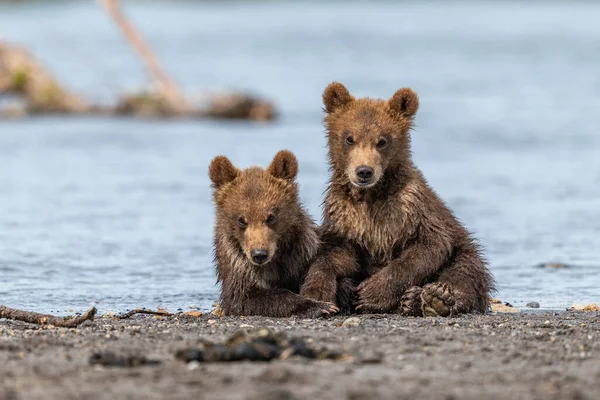 堪察加半岛的棕熊 Ursus Arctos Berπanus 统治着整个风景 — 图库照片