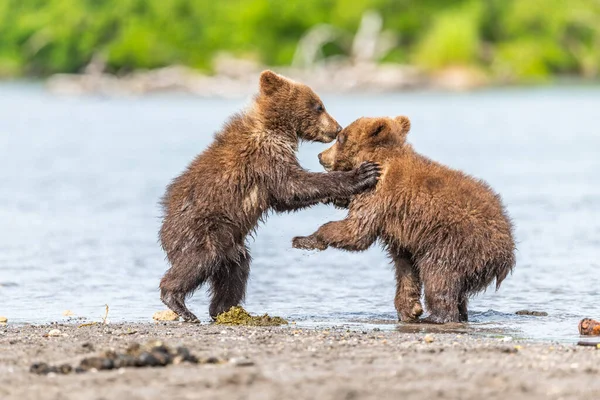 Die Braunbären Von Kamtschatka Ursus Arctos Beringianus Beherrschen Die Landschaft — Stockfoto